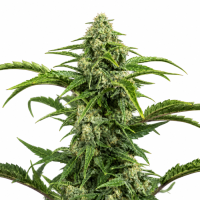 Harlequin  Cbd  Feminised  Cannabis  Seeds  2